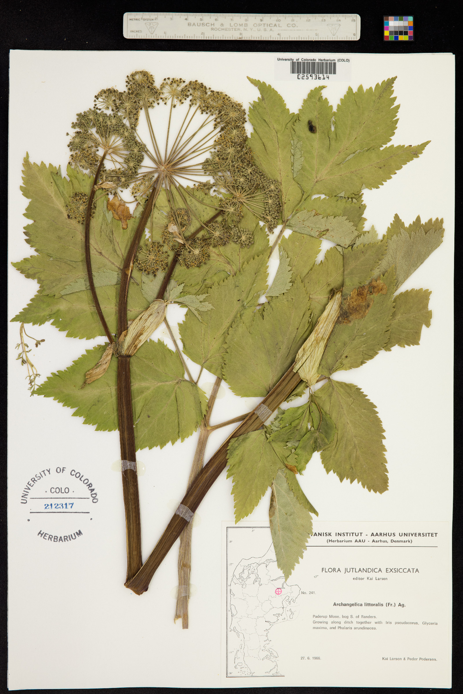 Angelica archangelica image