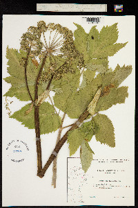 Image of Angelica archangelica