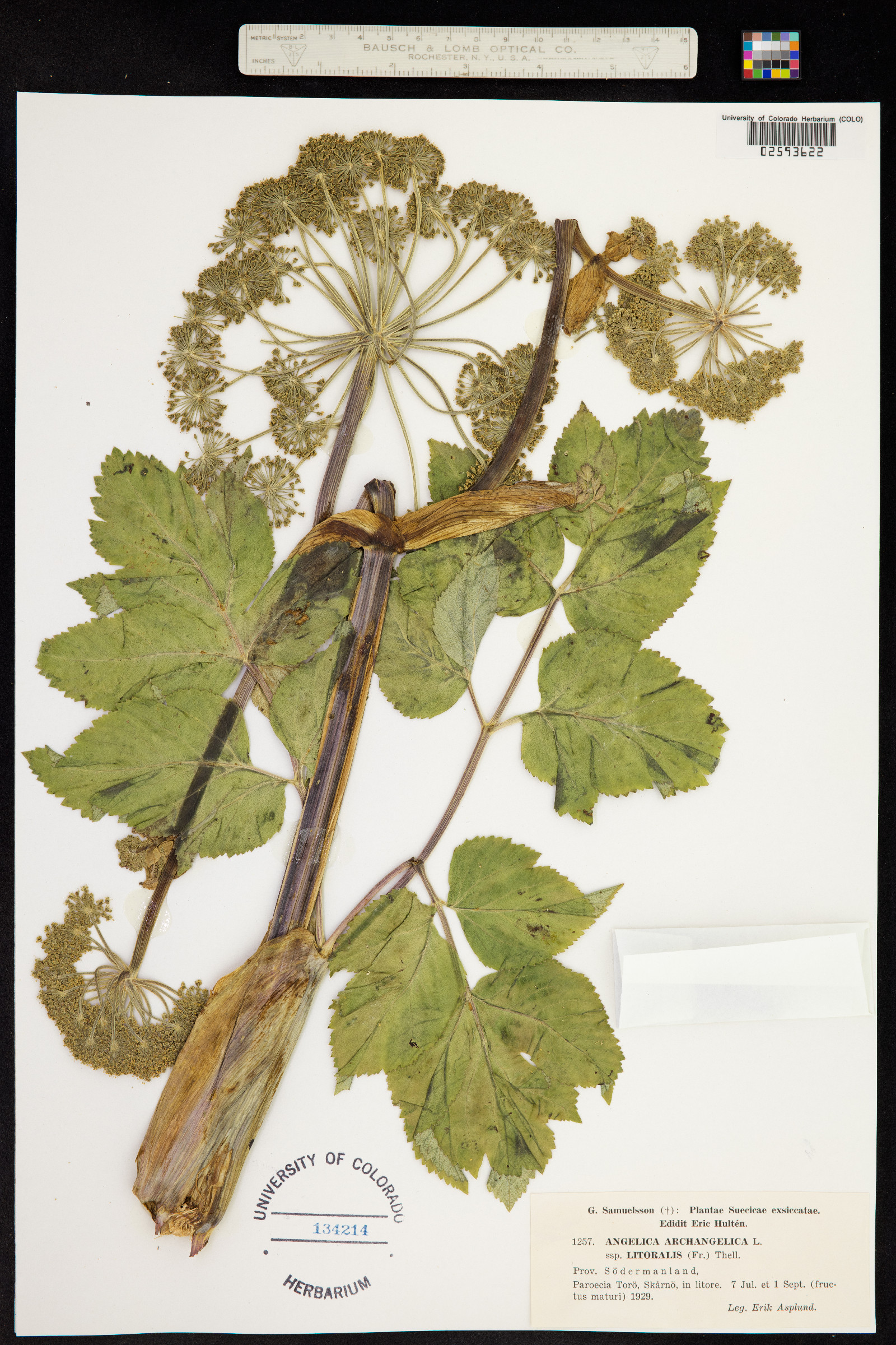 Angelica archangelica image