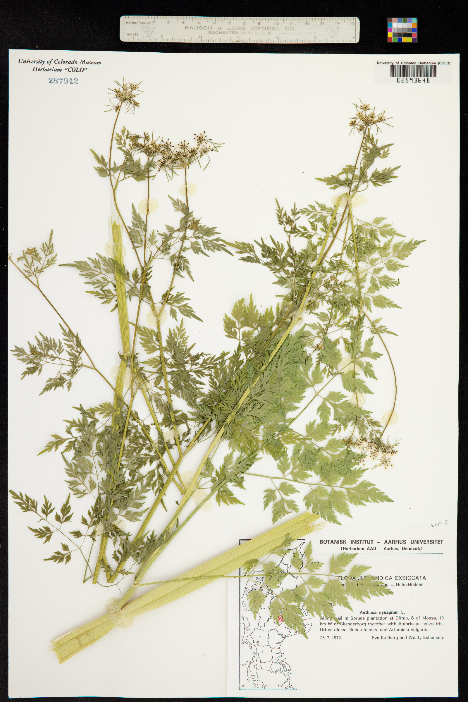 Aethusa cynapium image
