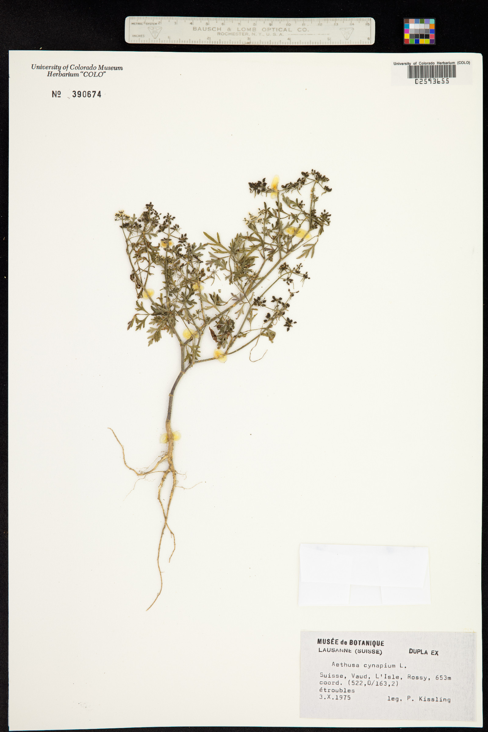 Aethusa cynapium image