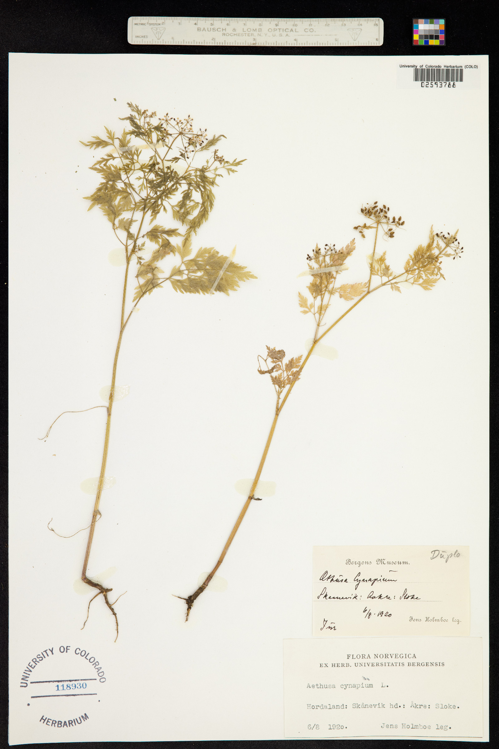 Aethusa cynapium image