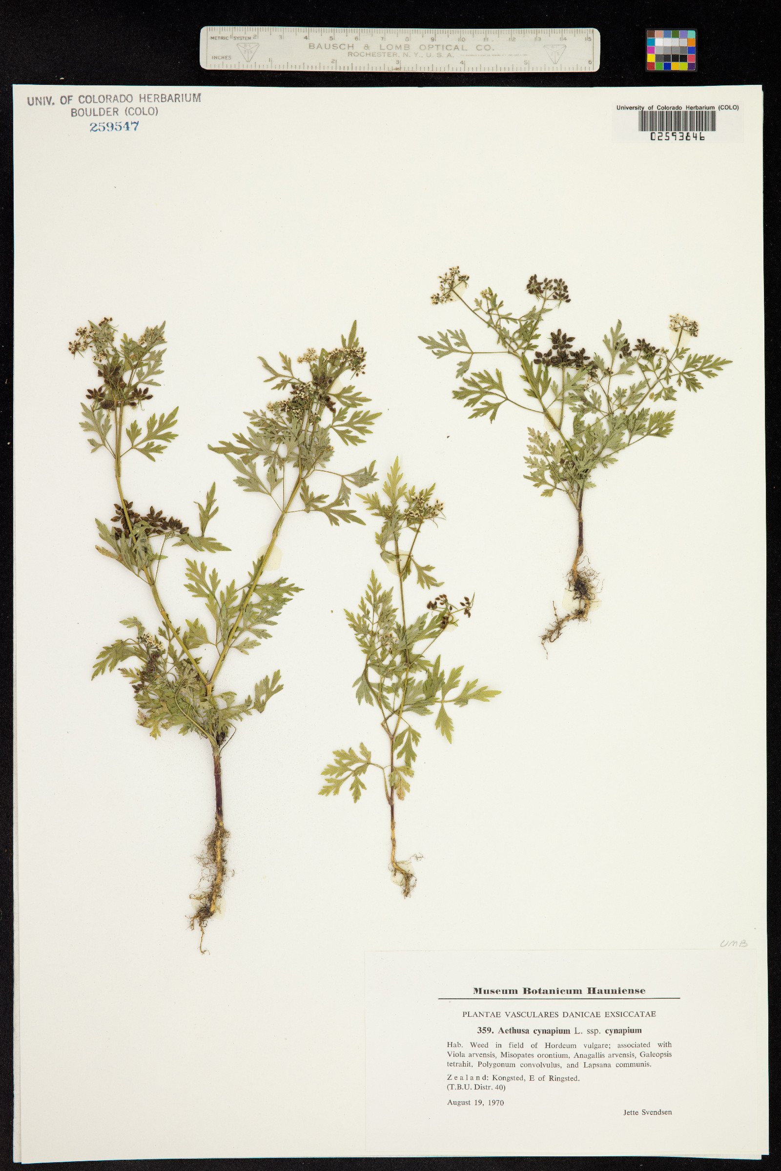 Aethusa cynapium image