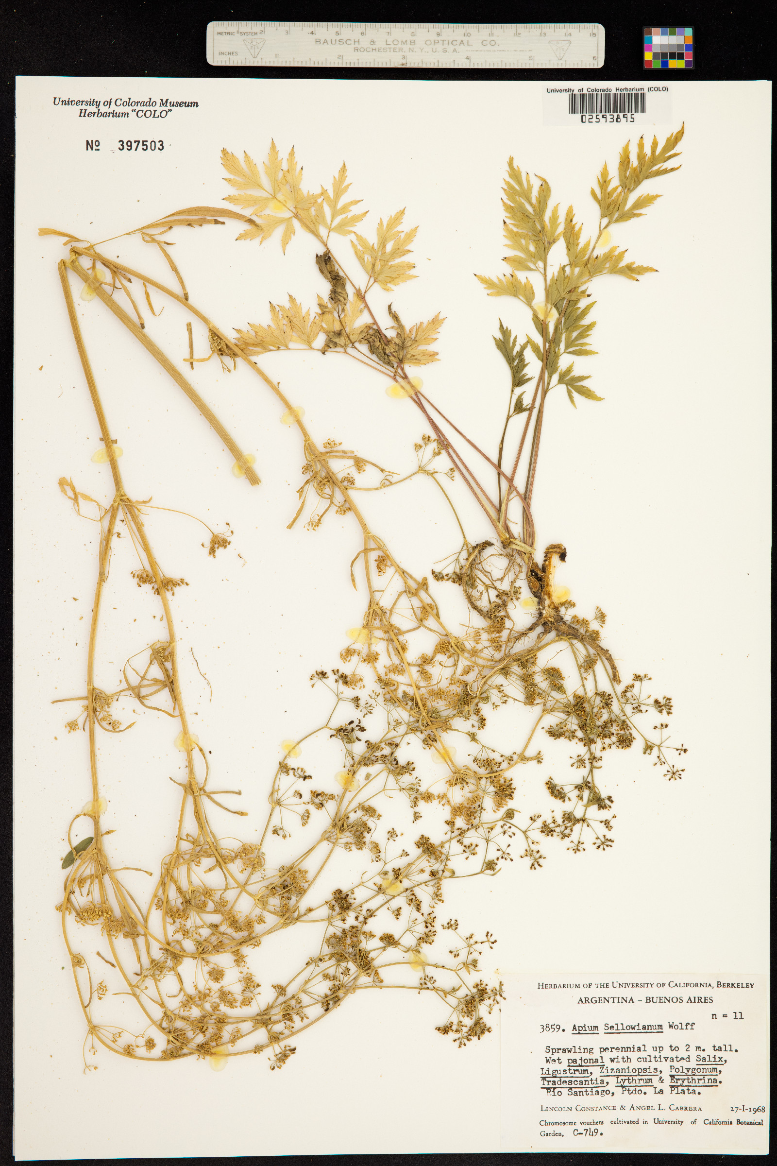 Apium sellowianum image
