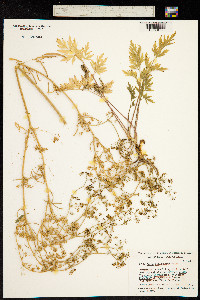 Image of Apium sellowianum