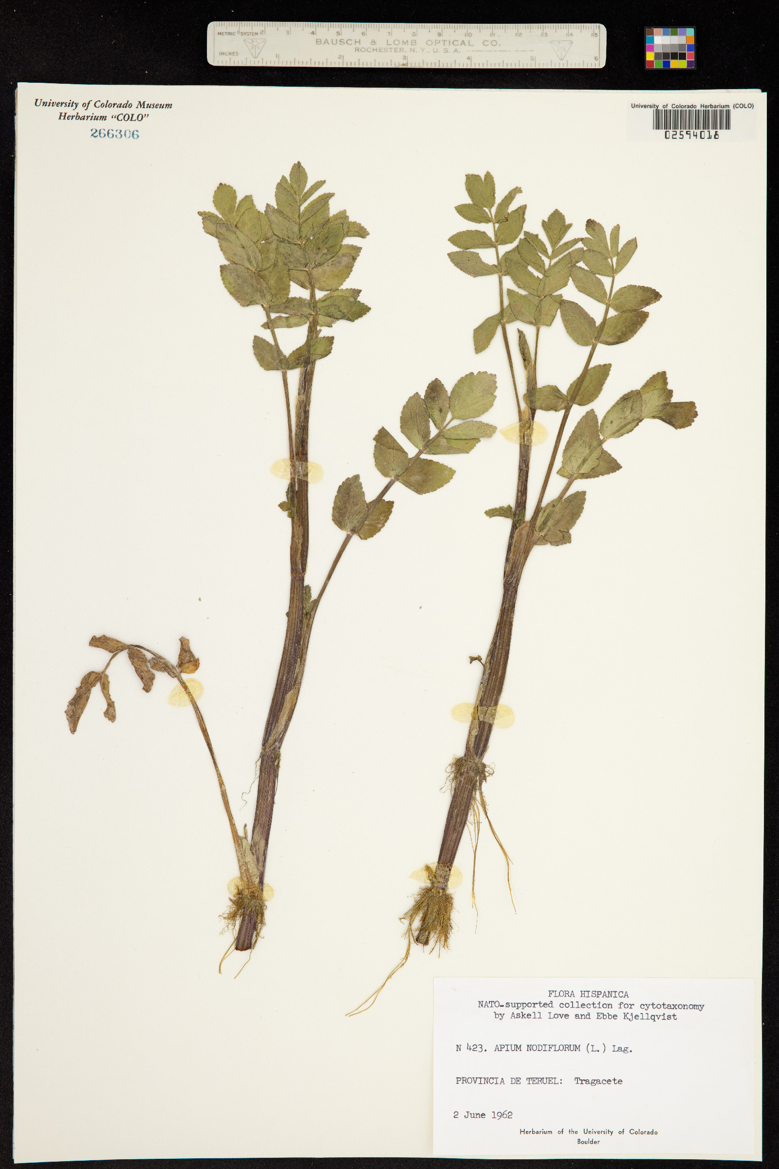 Apium nodiflorum image