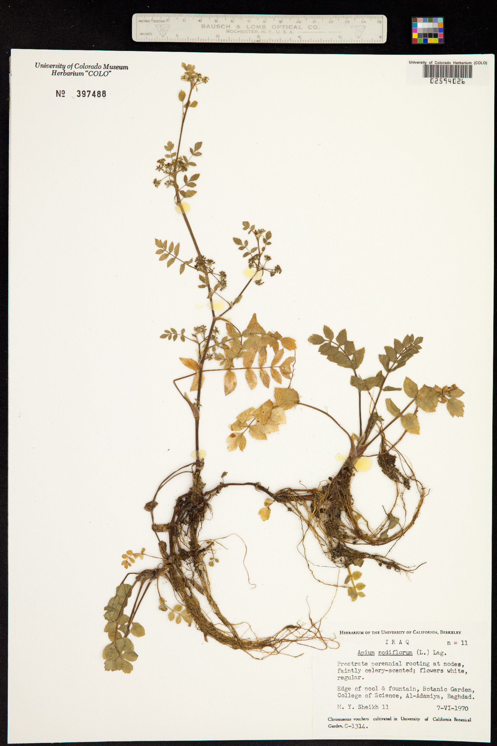 Apium nodiflorum image