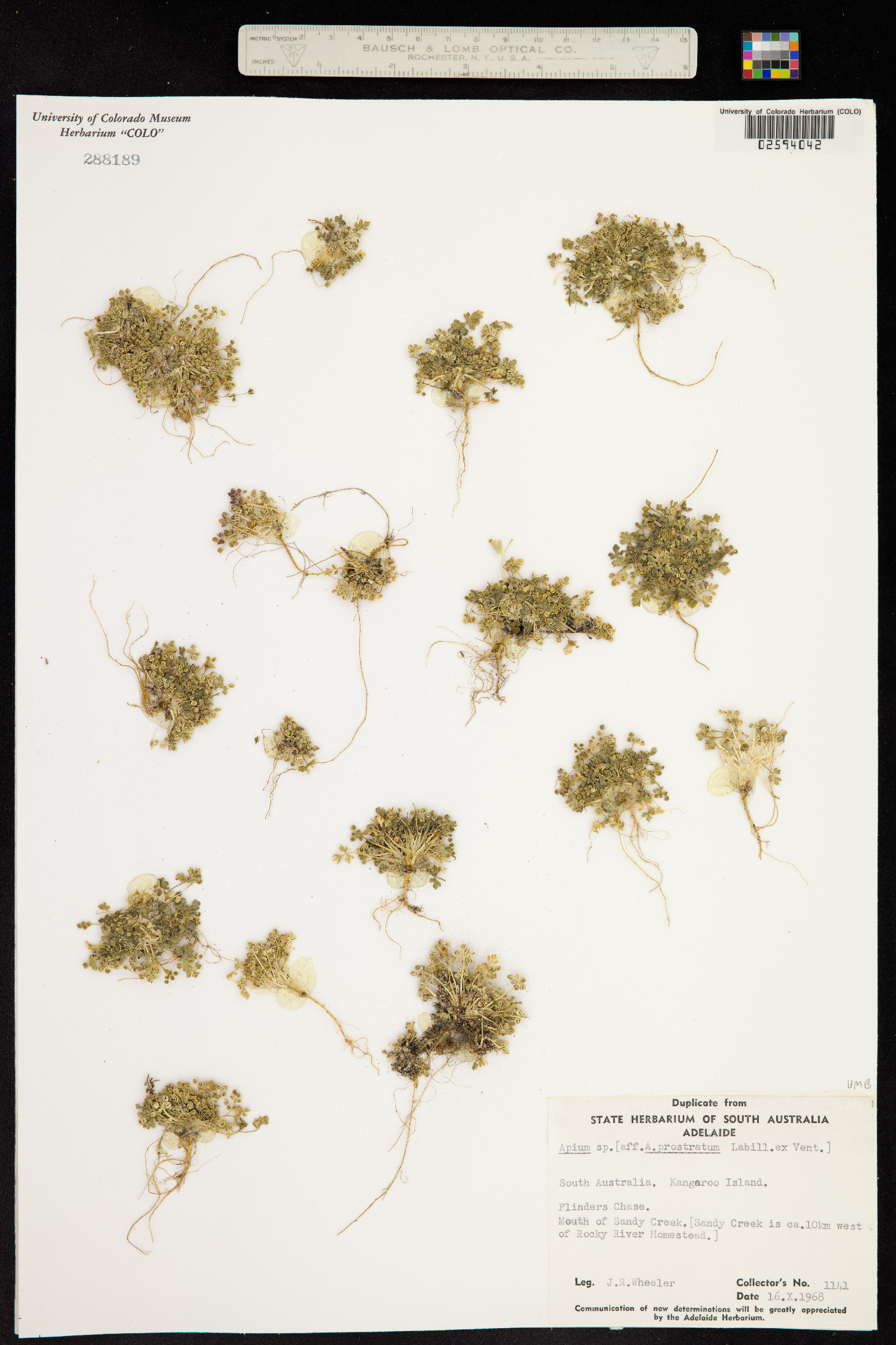 Apium prostratum image