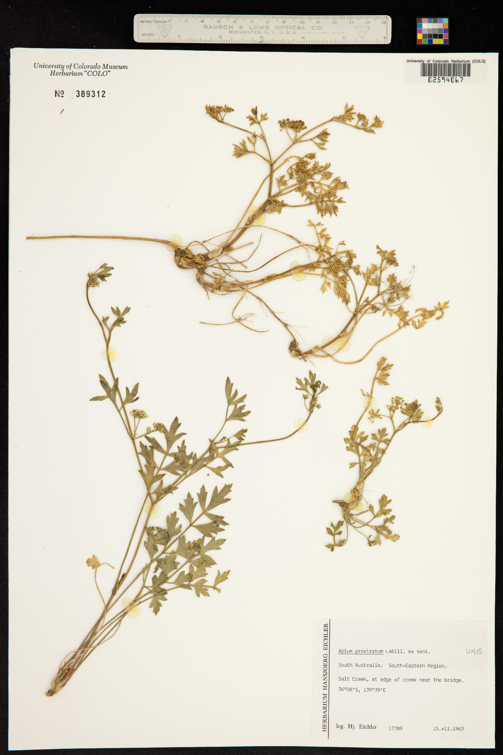 Apium prostratum image