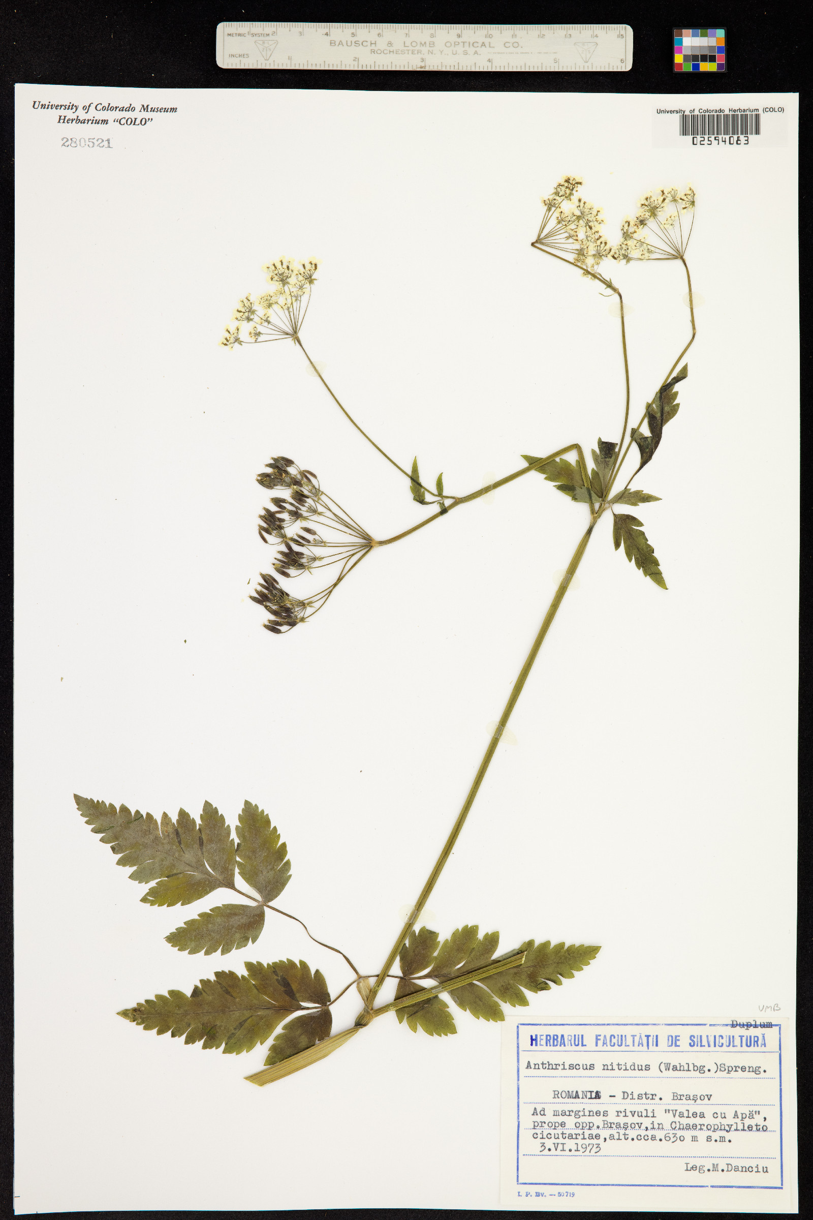 Anthriscus nitida image