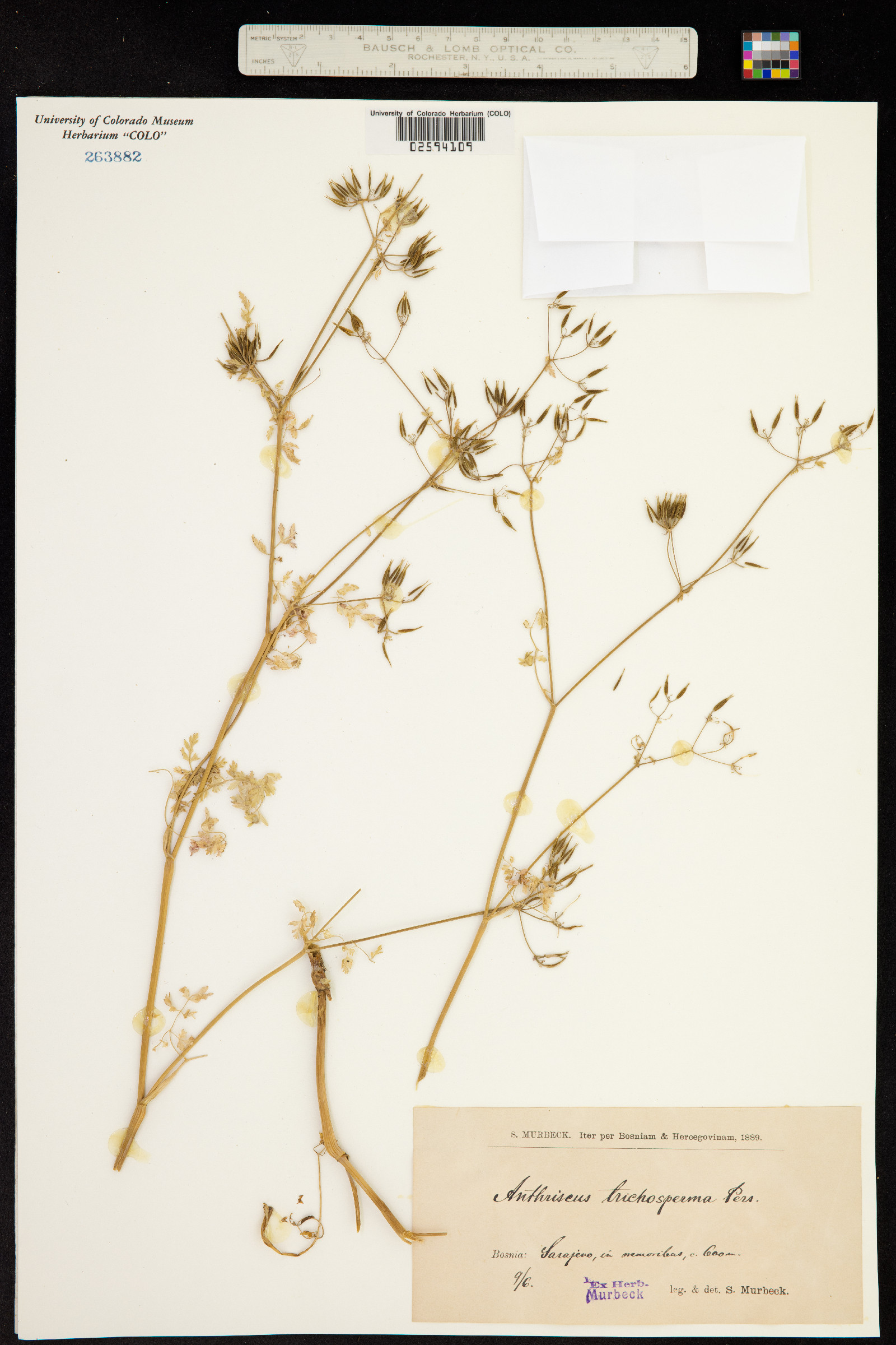 Anthriscus cerefolium image