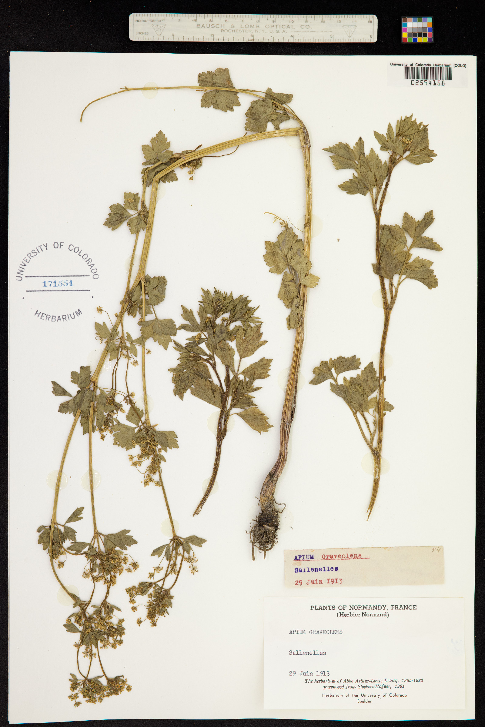 Apium graveolens image