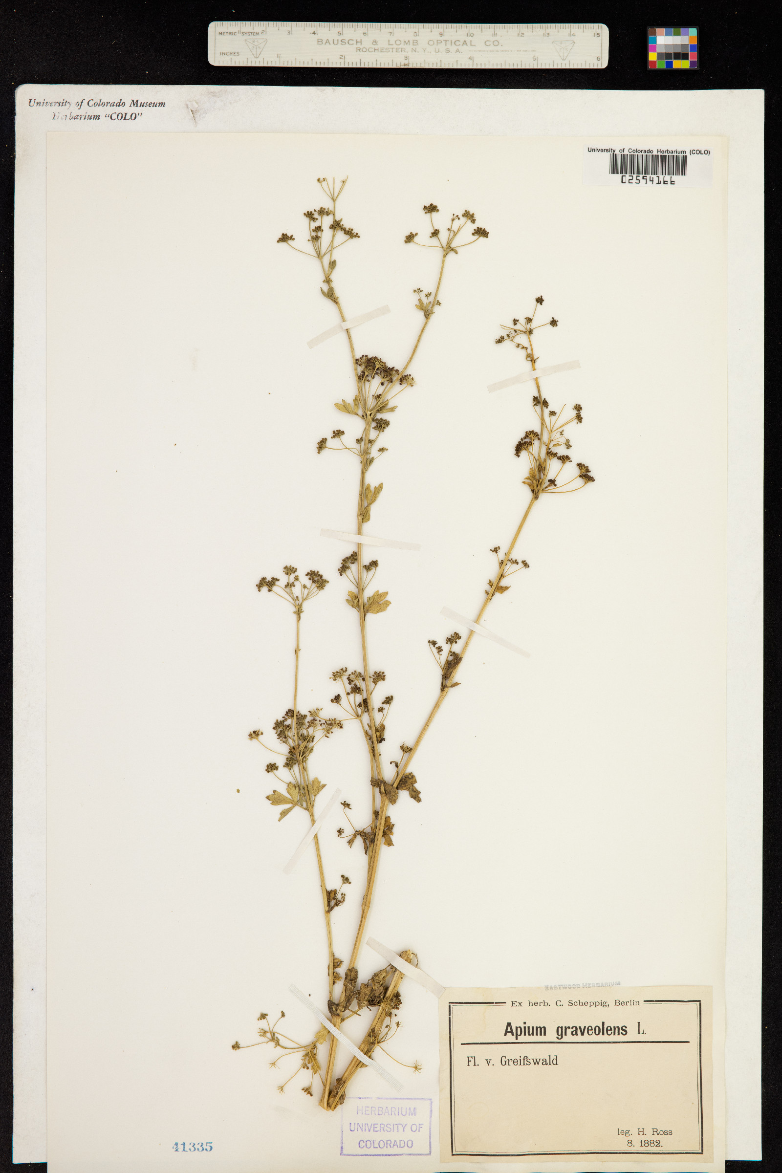 Apium graveolens image