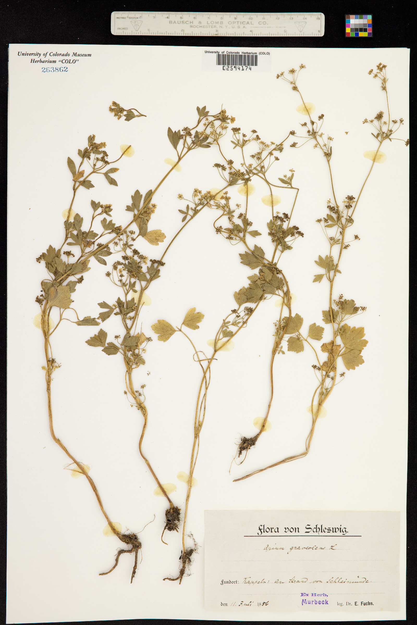 Apium graveolens image