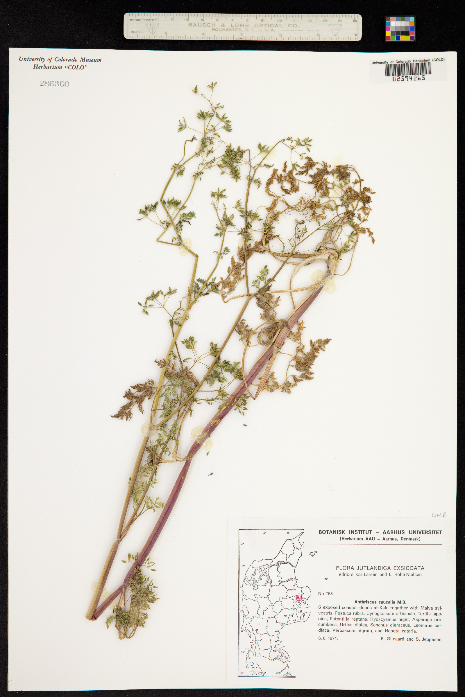 Anthriscus caucalis image