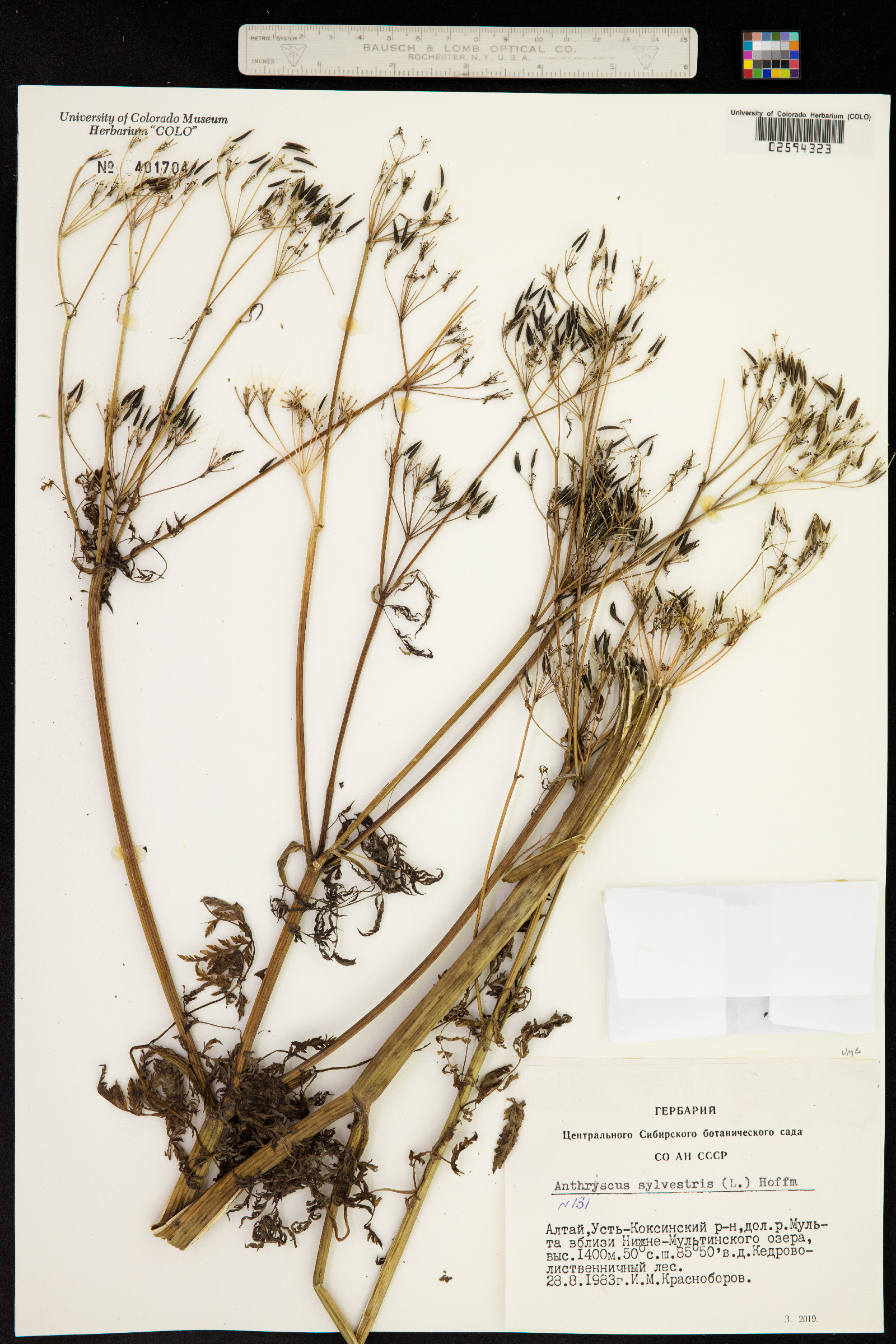 Anthriscus sylvestris image