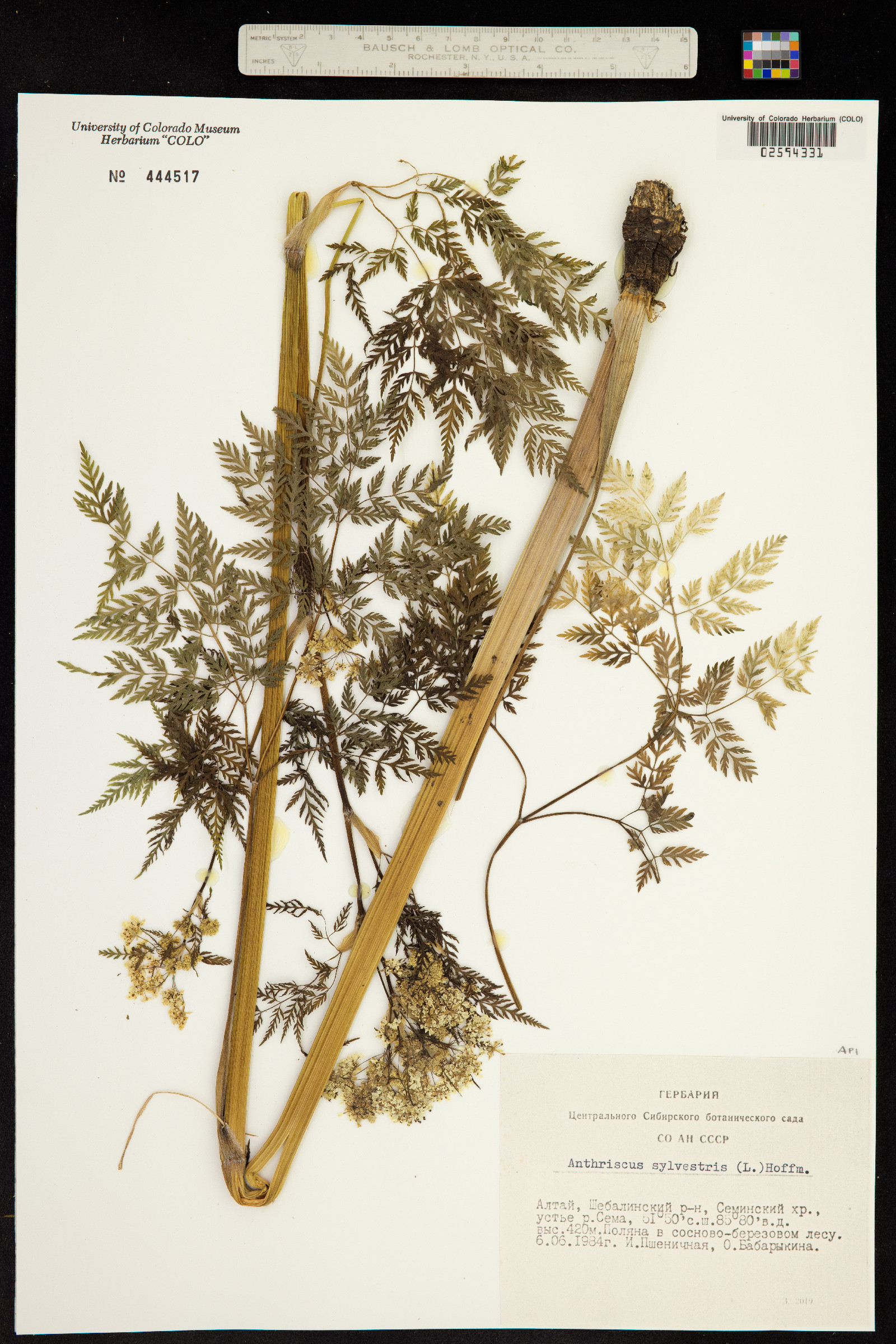 Anthriscus sylvestris image