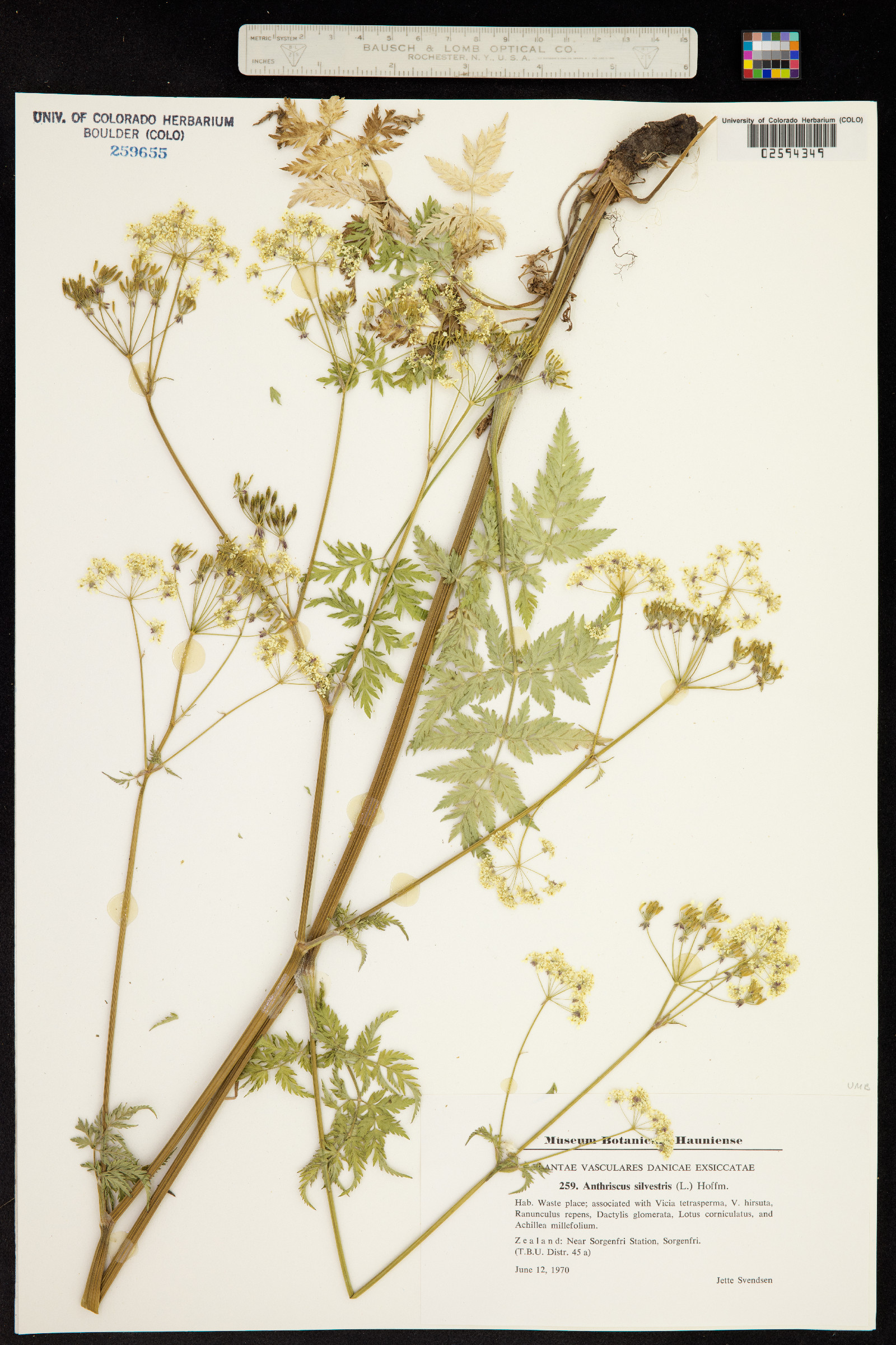 Anthriscus sylvestris image