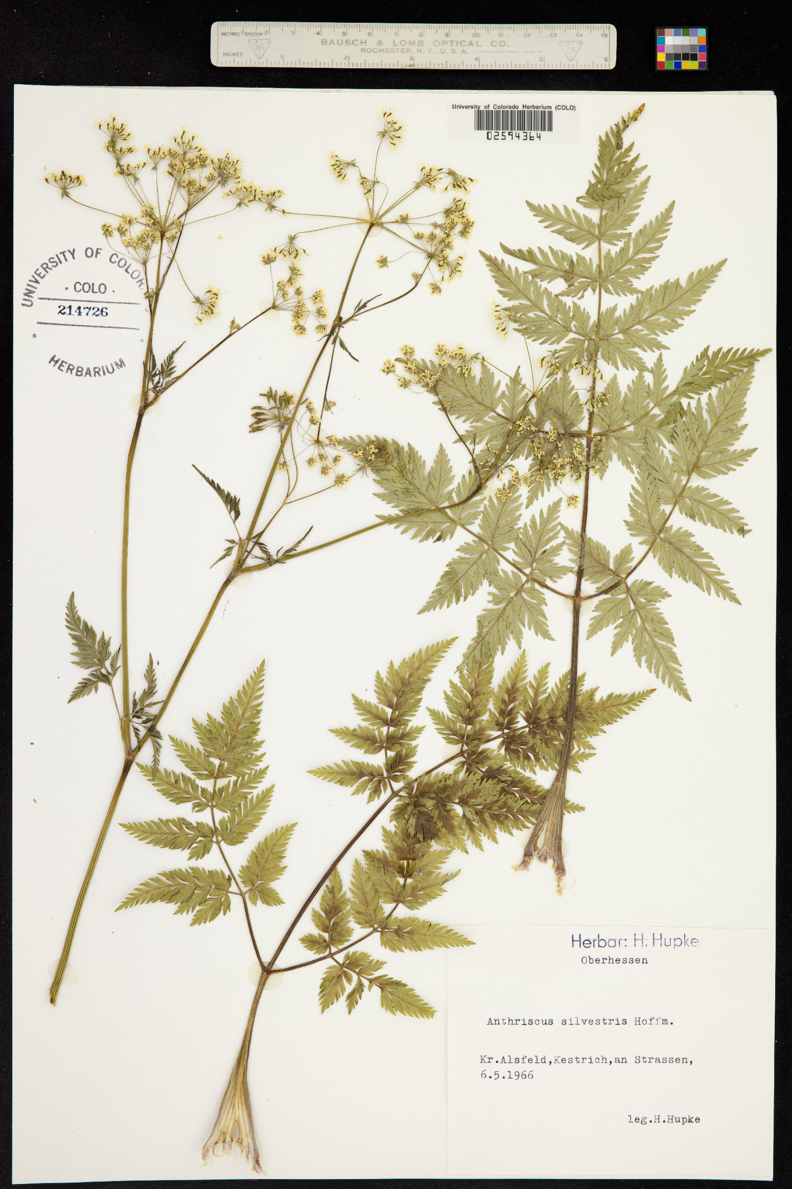 Anthriscus image