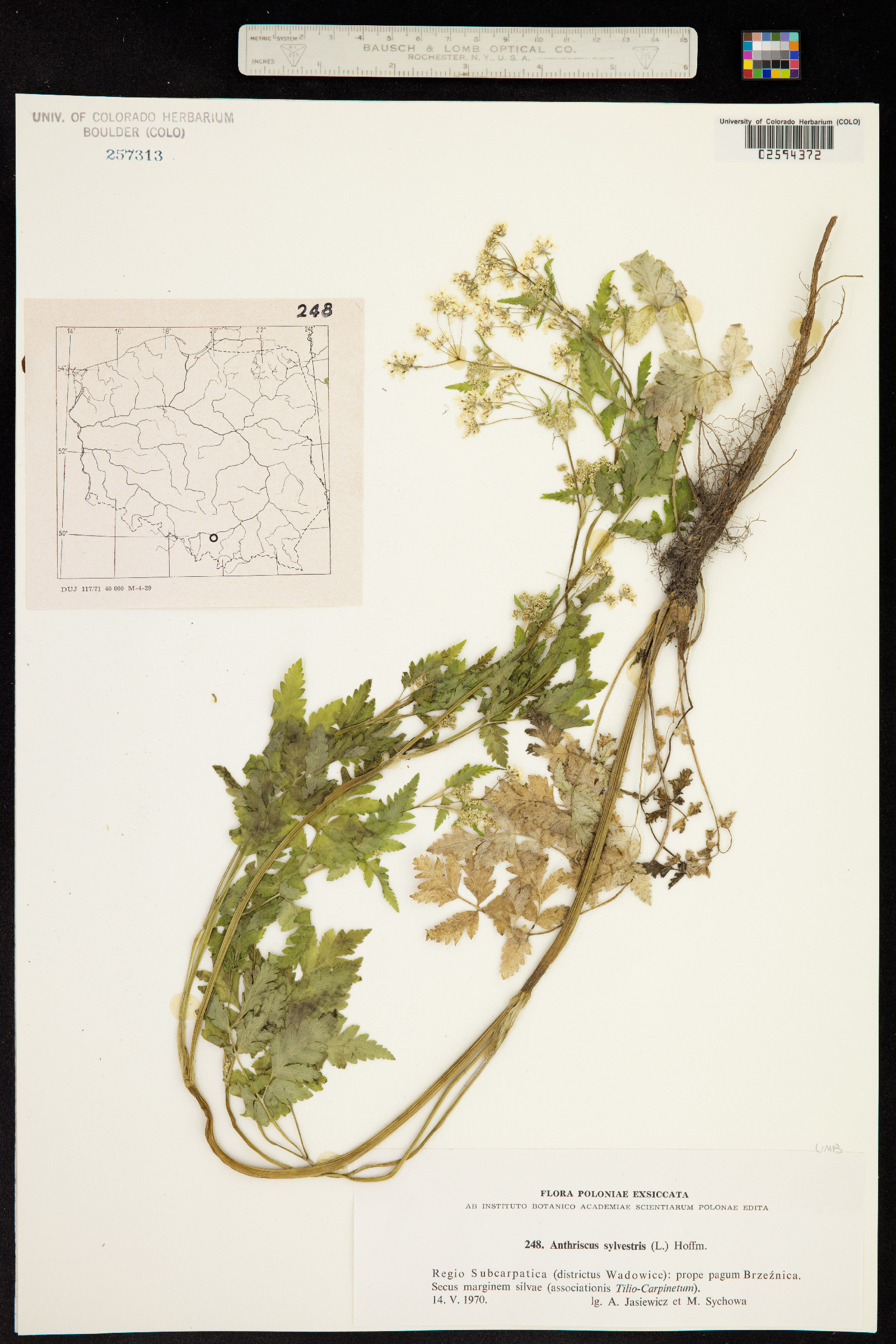 Anthriscus sylvestris image