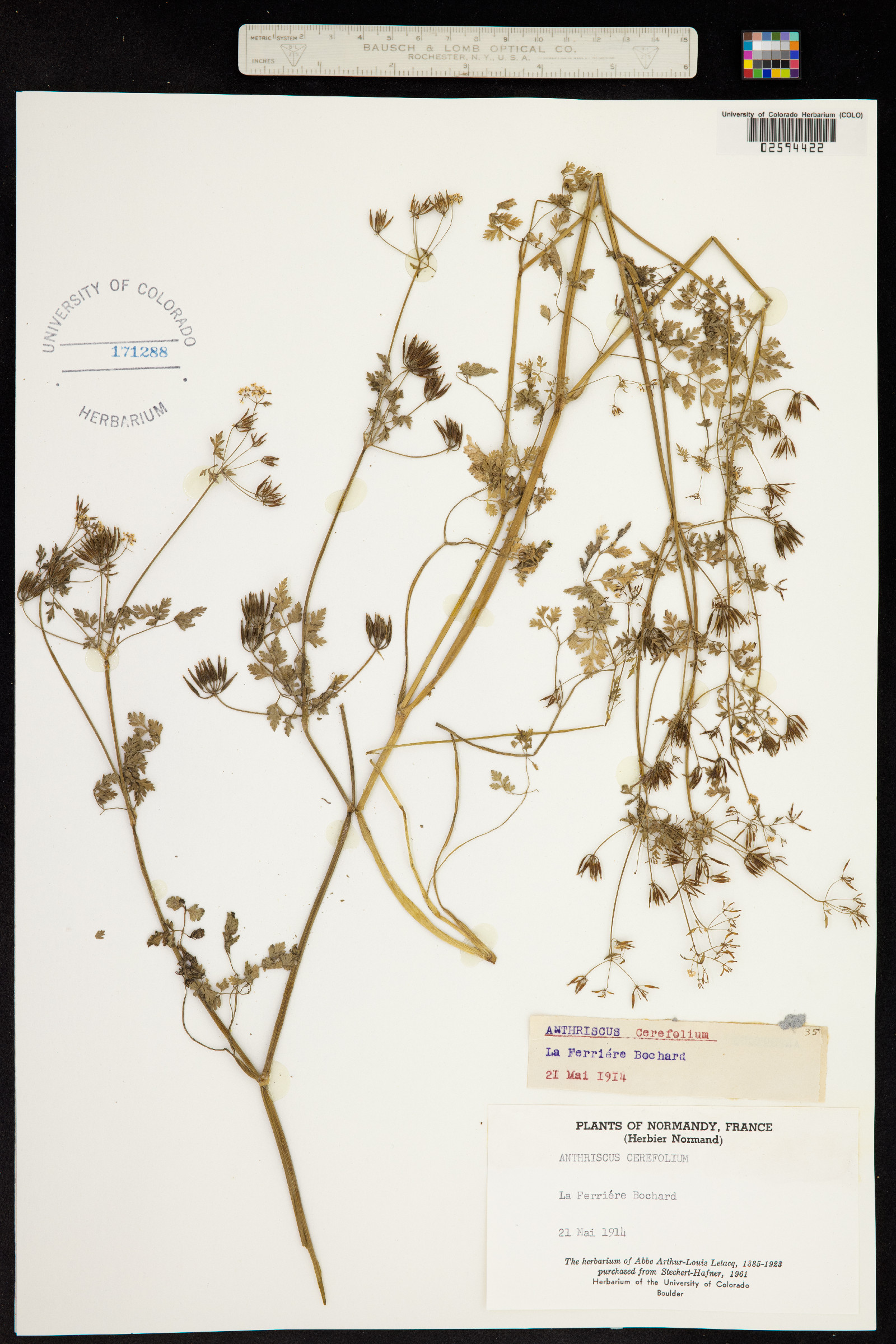 Anthriscus cerefolium image