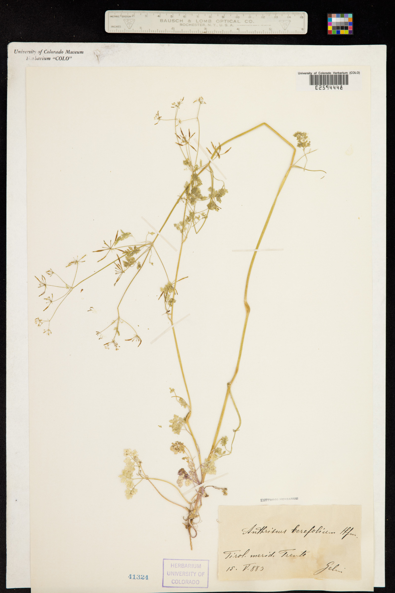 Anthriscus cerefolium image