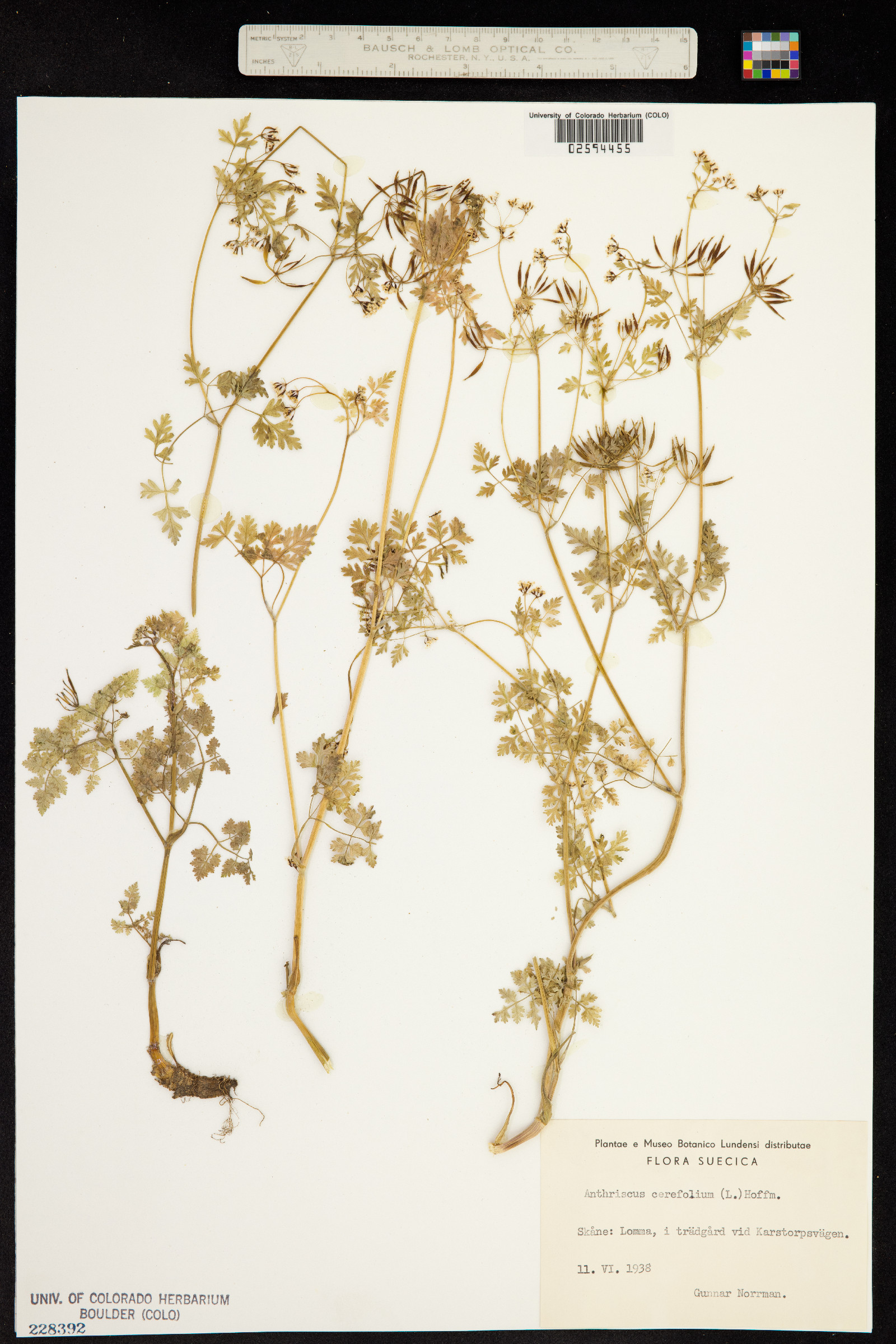 Anthriscus cerefolium image