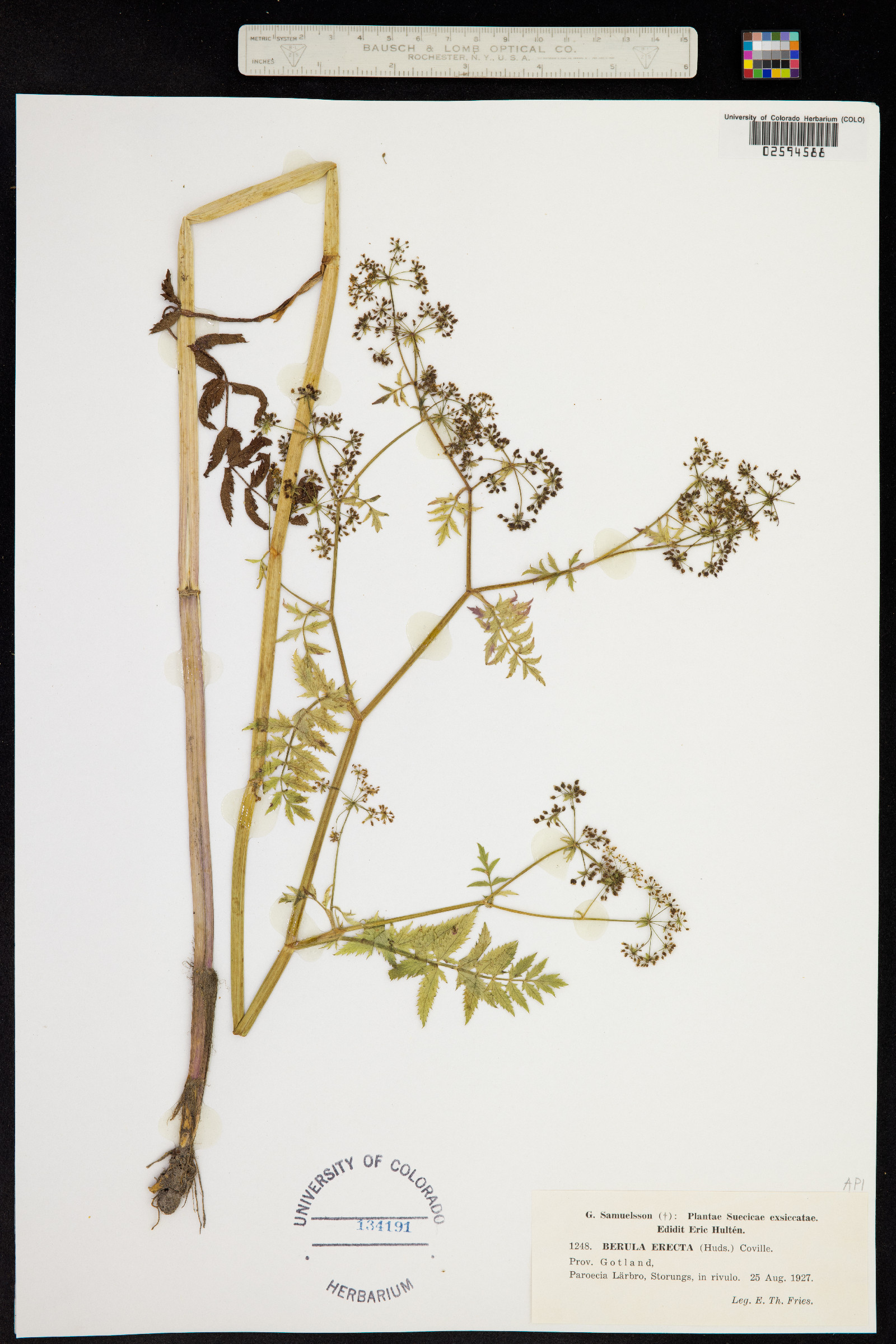 Berula erecta image
