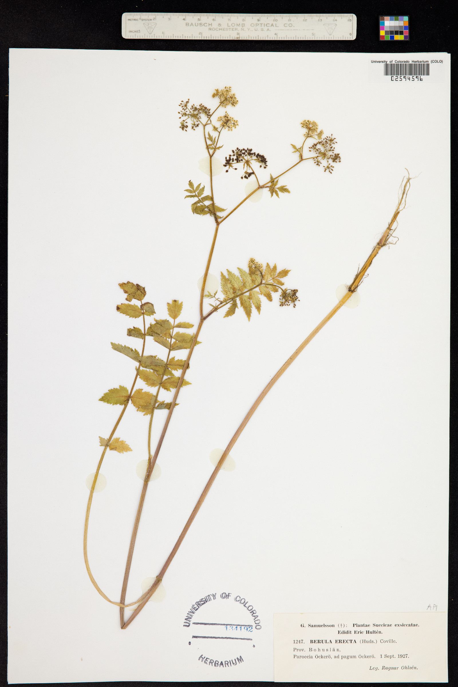 Berula erecta image