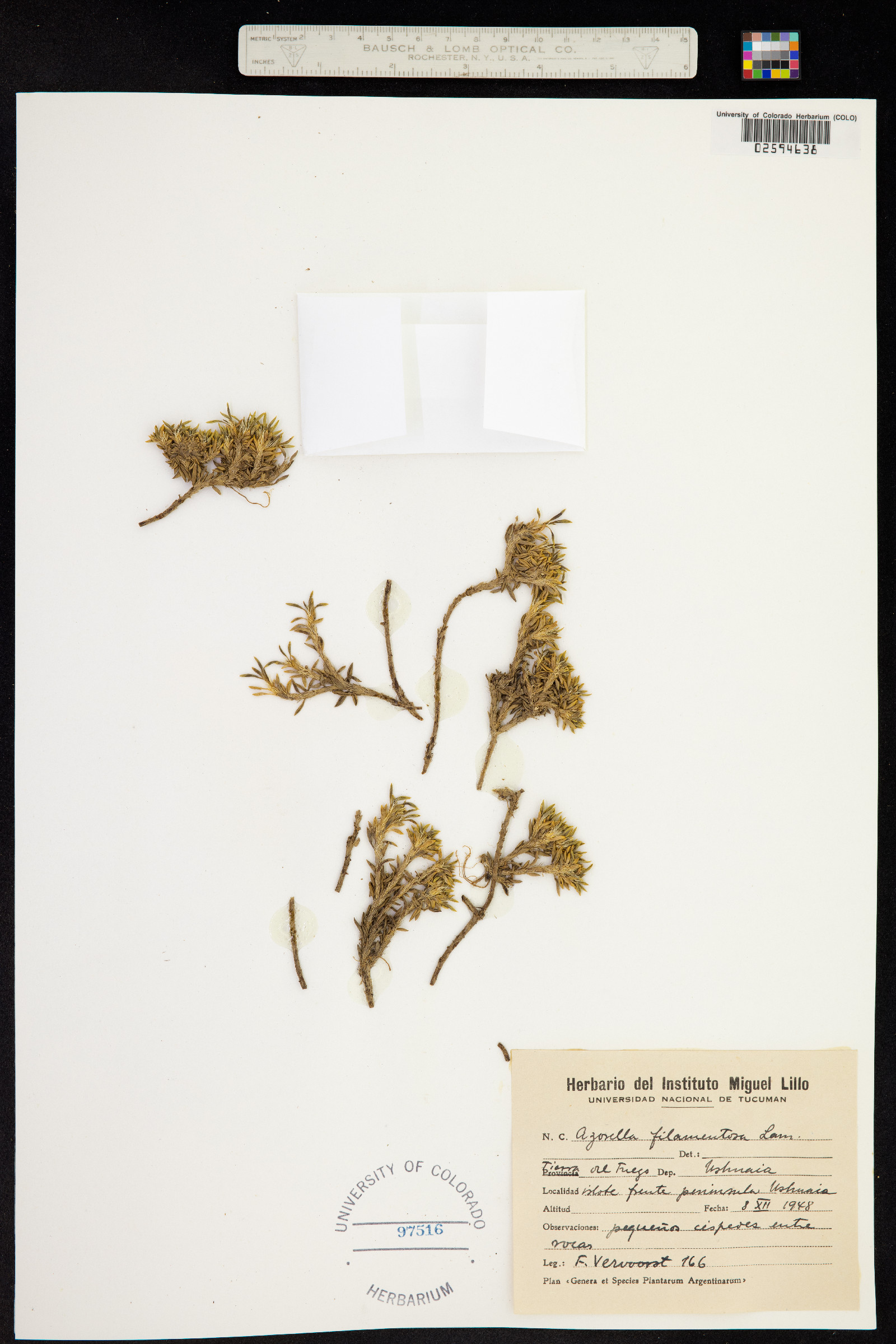 Azorella filamentosa image