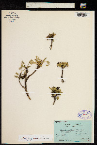Image of Azorella aretioides