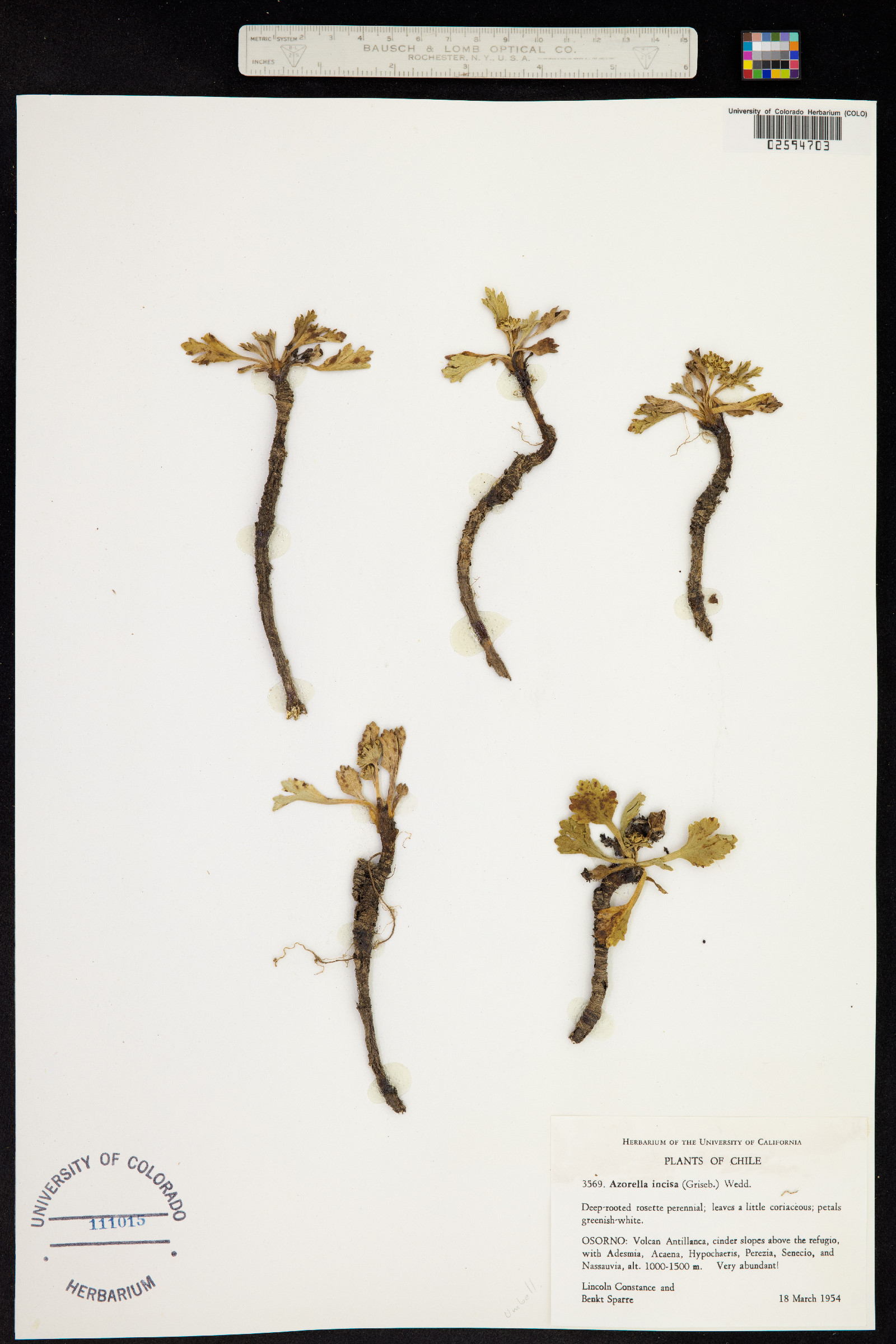 Azorella diversifolia image