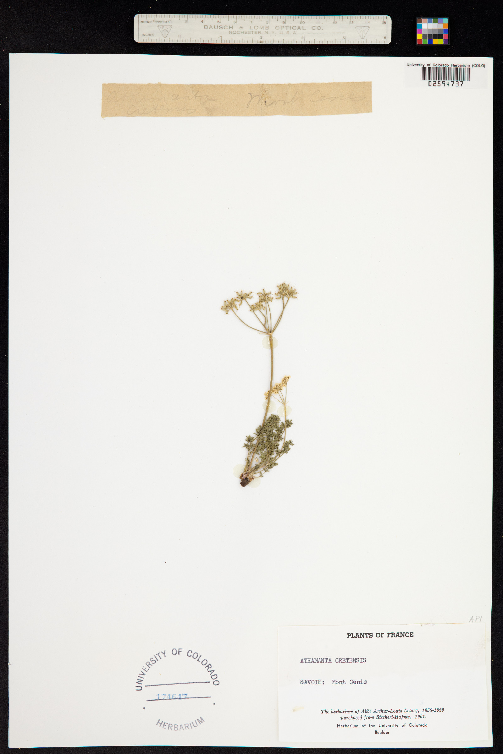 Athamanta cretensis image