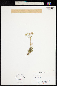 Athamanta cretensis image