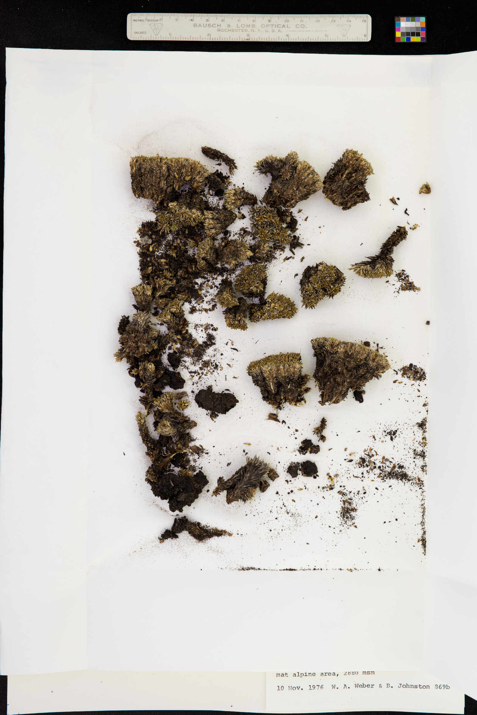 Azorella monantha image