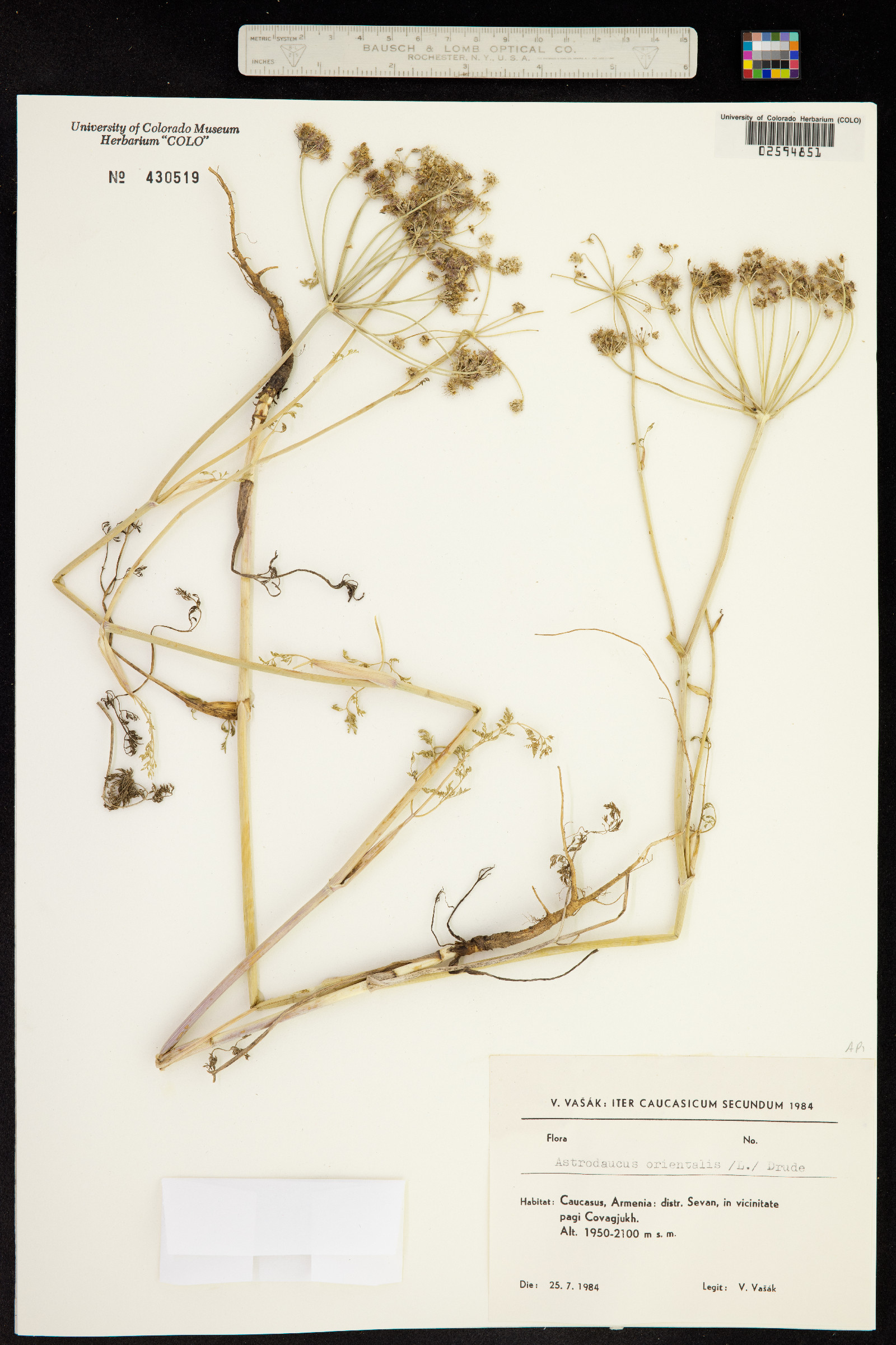 Astrodaucus orientalis image