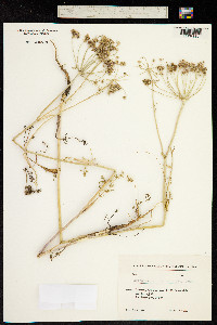 Astrodaucus orientalis image