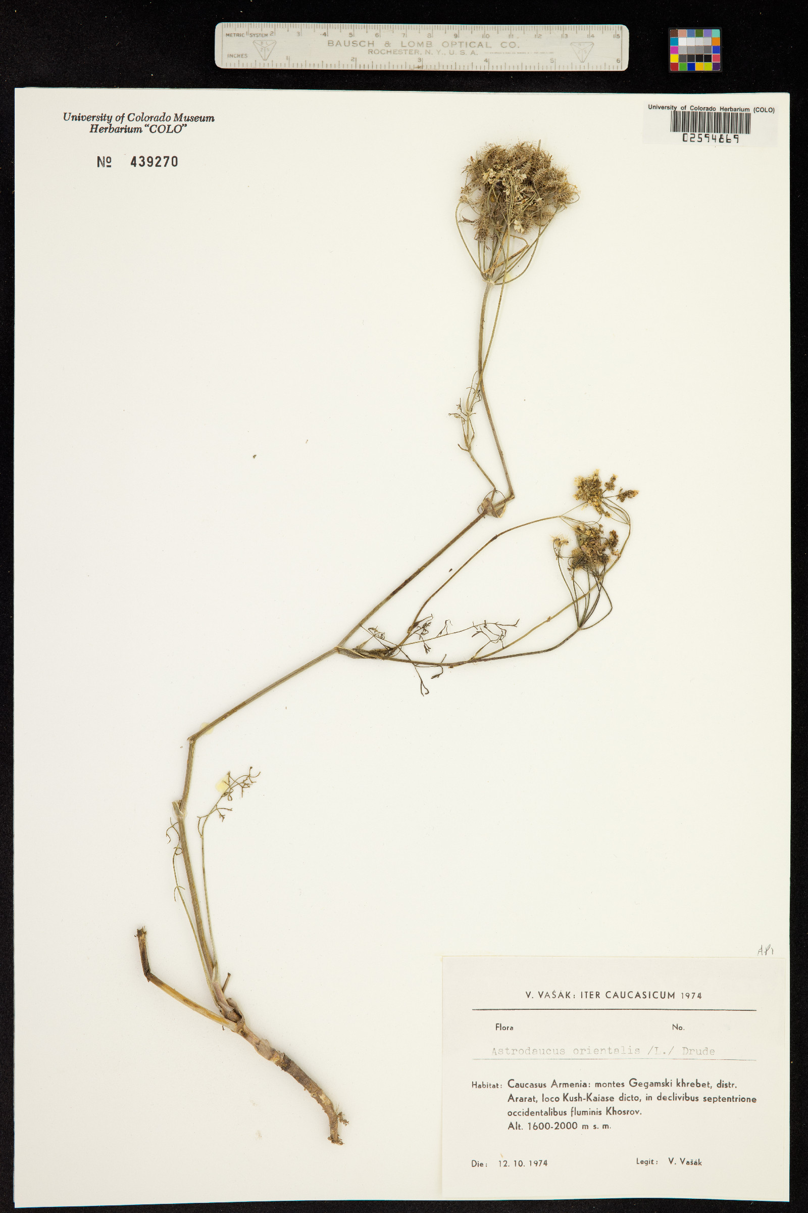 Astrodaucus image