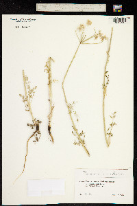 Astrodaucus orientalis image