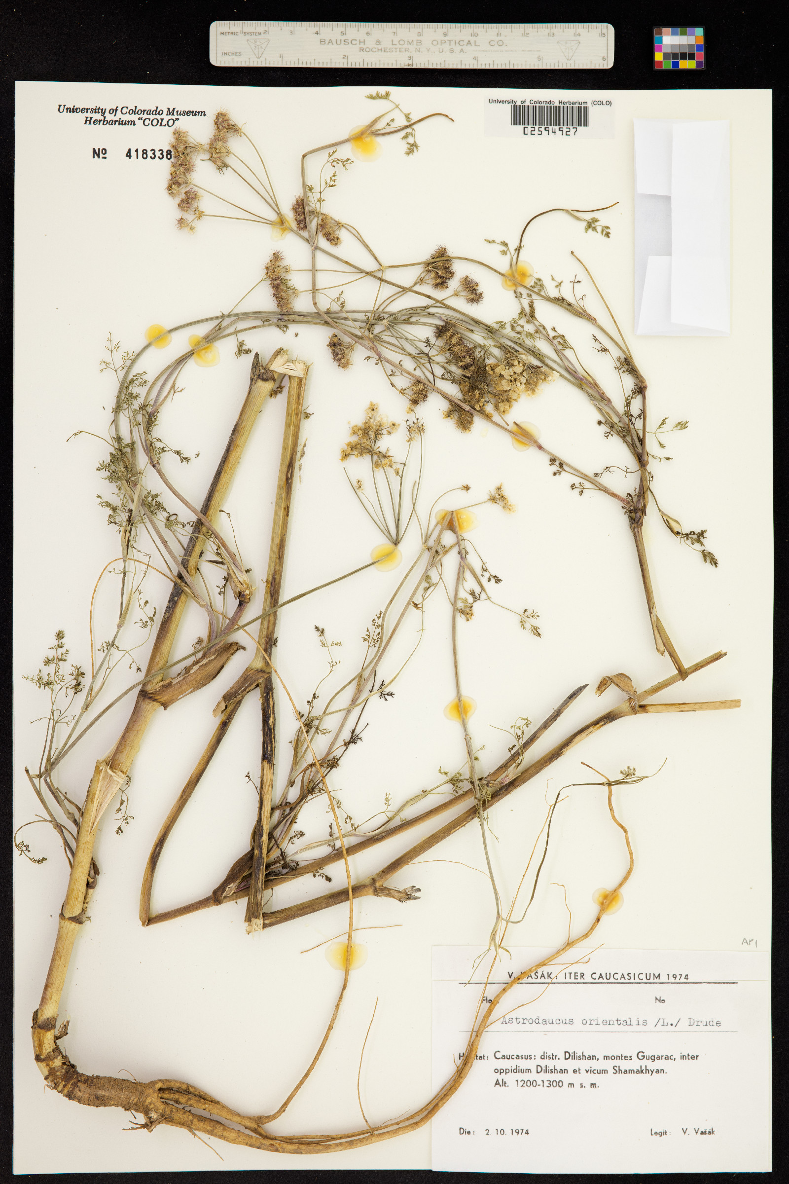Astrodaucus orientalis image