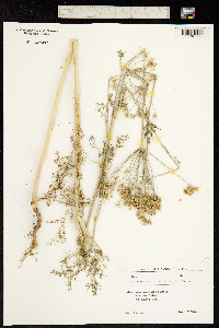 Astrodaucus orientalis image