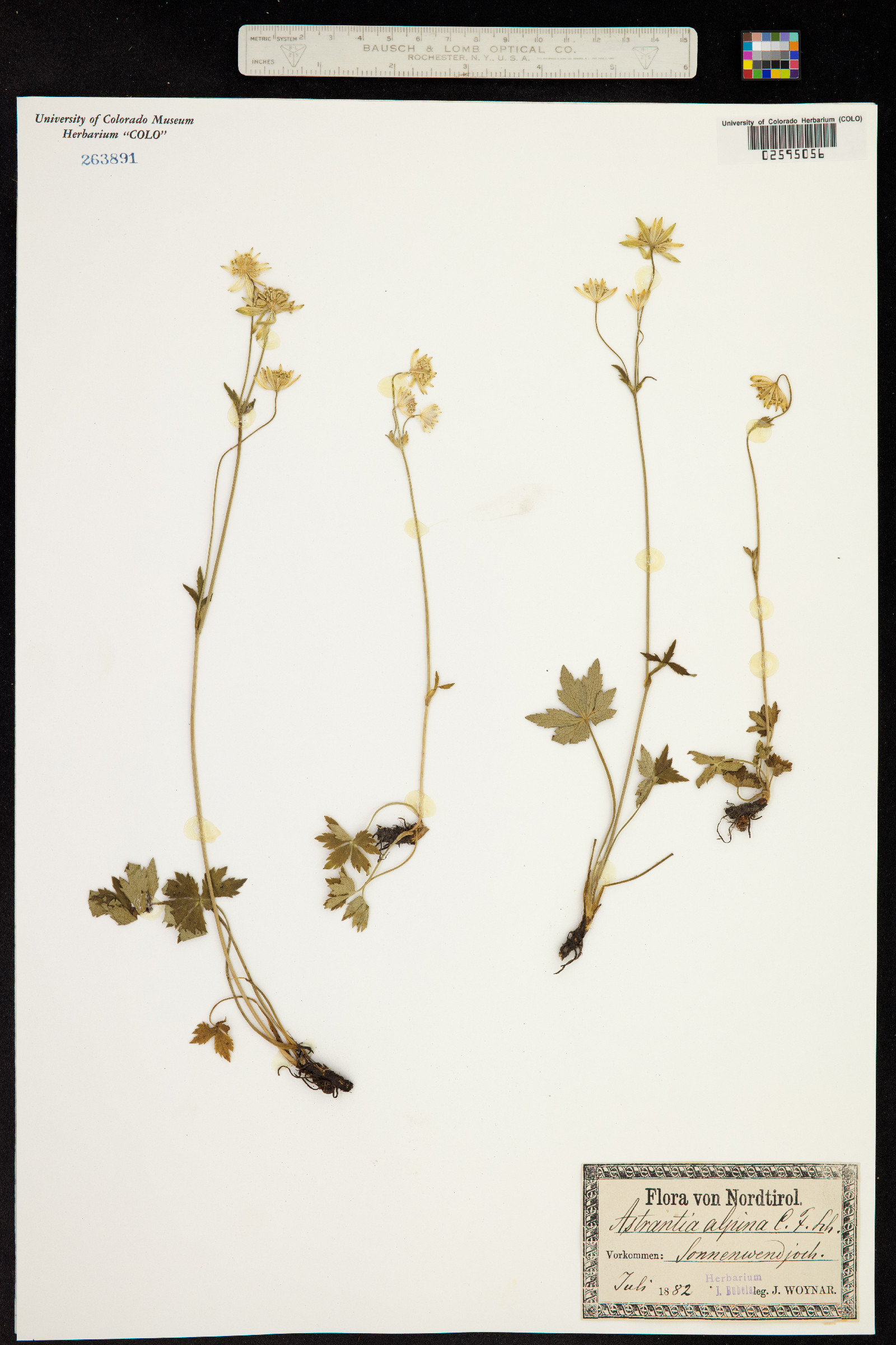 Astrantia alpina image