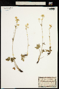 Image of Astrantia alpina