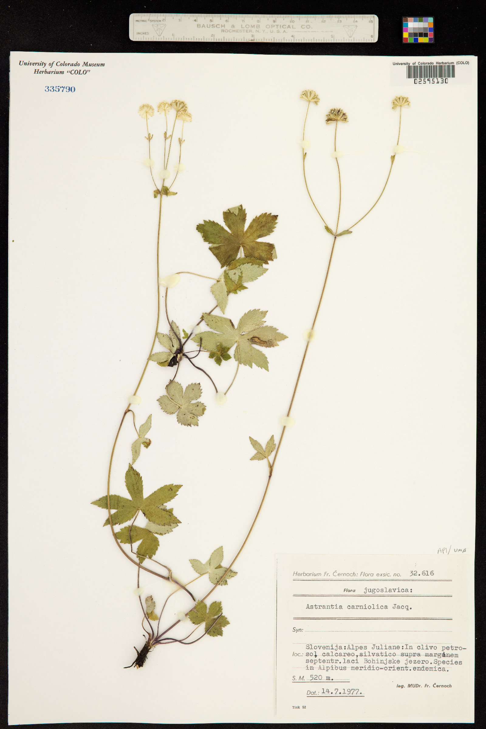 Astrantia carniolica image