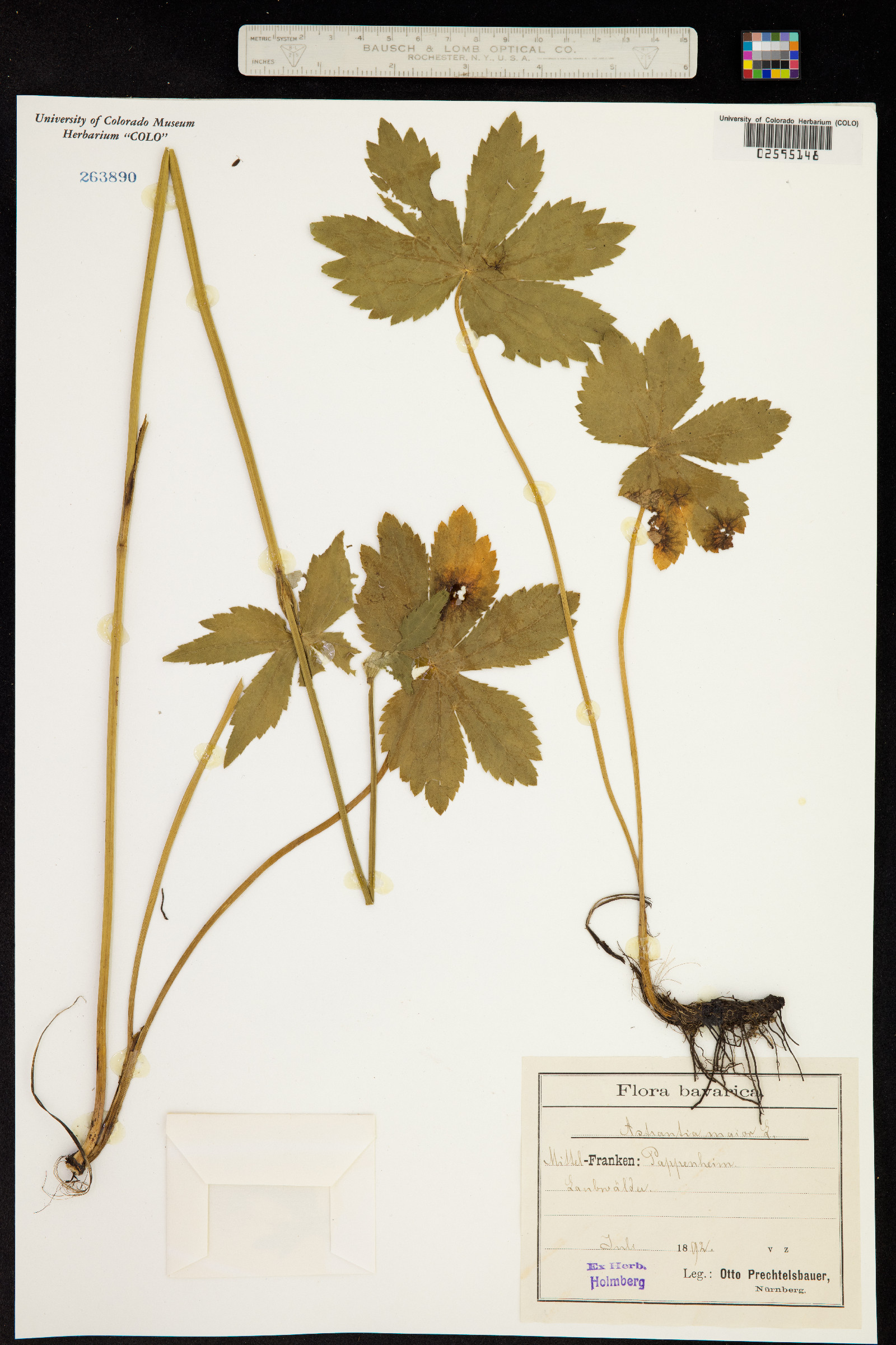 Astrantia major image
