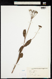 Bupleurum fruticosum image