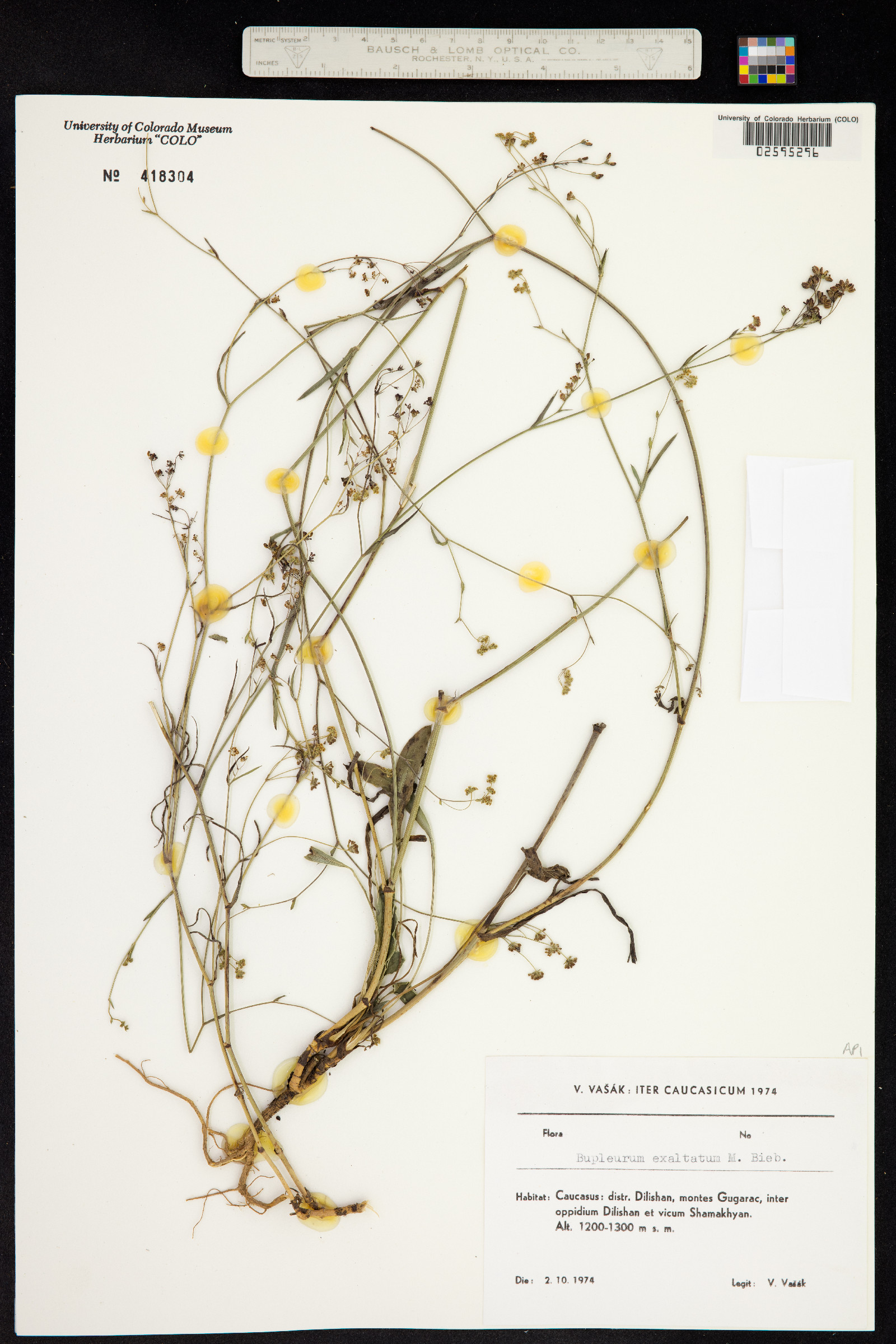Bupleurum falcatum subsp. cernuum image