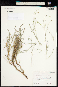 Bupleurum falcatum subsp. cernuum image