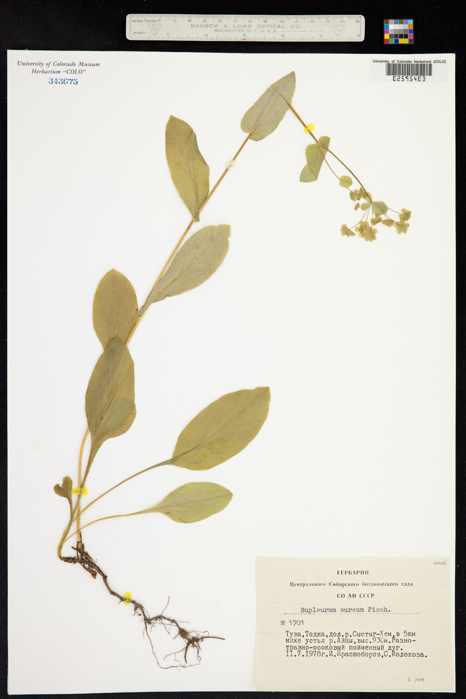 Bupleurum aureum image