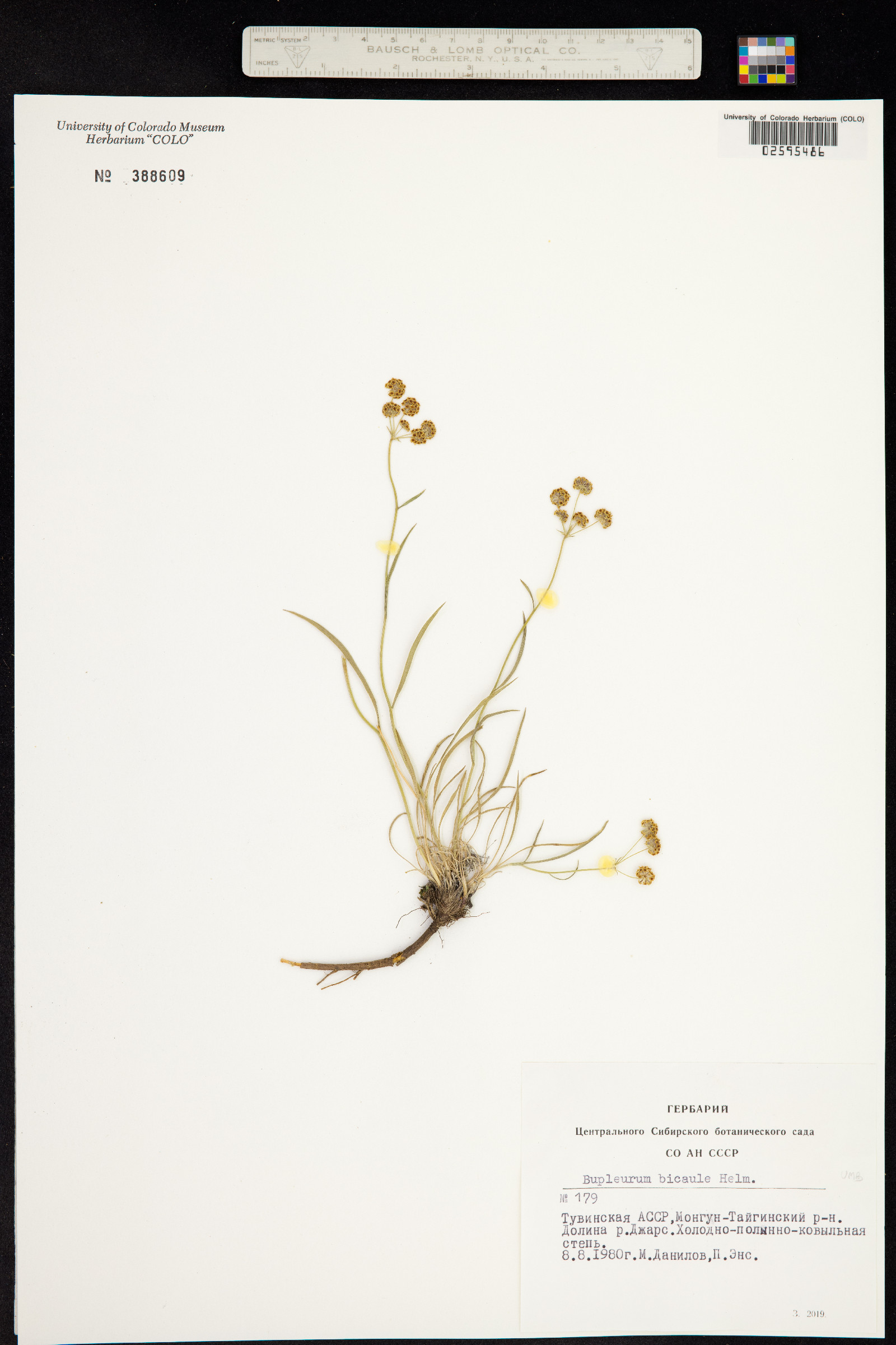 Bupleurum bicaule image